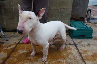 Best diet for bull terrier hotsell