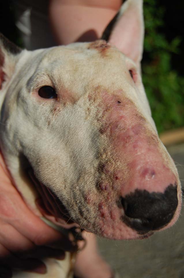 Bull terrier 2024 atopic dermatitis treatment