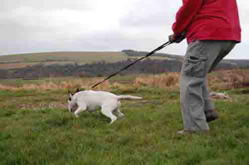 Training English Bull Terriers, but I don't have a problem!